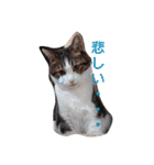 武居familiar4（個別スタンプ：36）