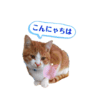 うめにゃん☆くりにゃん（個別スタンプ：2）