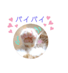 うめにゃん☆くりにゃん（個別スタンプ：8）