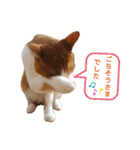 うめにゃん☆くりにゃん（個別スタンプ：19）