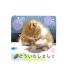 うめにゃん☆くりにゃん（個別スタンプ：20）