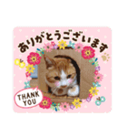 うめにゃん☆くりにゃん（個別スタンプ：21）
