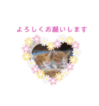 うめにゃん☆くりにゃん（個別スタンプ：23）