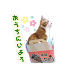 うめにゃん☆くりにゃん（個別スタンプ：30）