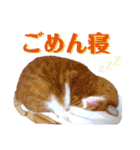 うめにゃん☆くりにゃん（個別スタンプ：34）