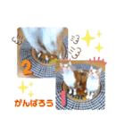 うめにゃん☆くりにゃん（個別スタンプ：38）