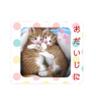 うめにゃん☆くりにゃん（個別スタンプ：40）