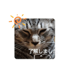 あんず SECOND（個別スタンプ：1）