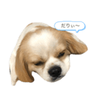にこちっ（個別スタンプ：1）