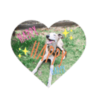 I'm HEIDHI ！！ ③ -Whippet（個別スタンプ：3）