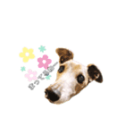 I'm HEIDHI ！！ ③ -Whippet（個別スタンプ：4）