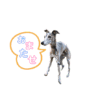 I'm HEIDHI ！！ ③ -Whippet（個別スタンプ：5）