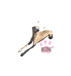 I'm HEIDHI ！！ ③ -Whippet（個別スタンプ：6）