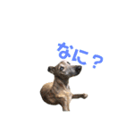 I'm HEIDHI ！！ ③ -Whippet（個別スタンプ：10）