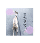 I'm HEIDHI ！！ ③ -Whippet（個別スタンプ：11）