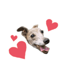 I'm HEIDHI ！！ ③ -Whippet（個別スタンプ：15）