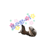 I'm HEIDHI ！！ ③ -Whippet（個別スタンプ：17）