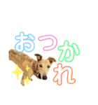 I'm HEIDHI ！！ ③ -Whippet（個別スタンプ：18）