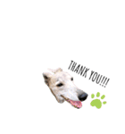 I'm HEIDHI ！！ ③ -Whippet（個別スタンプ：23）