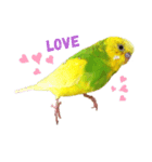 おしゃべりインコのチップ（個別スタンプ：1）