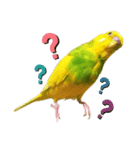 おしゃべりインコのチップ（個別スタンプ：2）