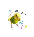 おしゃべりインコのチップ（個別スタンプ：4）