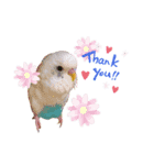 おしゃべりインコのチップ（個別スタンプ：5）