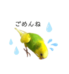 おしゃべりインコのチップ（個別スタンプ：8）