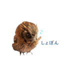 スピックスコノハズクのフレールちゃん1（個別スタンプ：6）