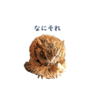 スピックスコノハズクのフレールちゃん1（個別スタンプ：8）