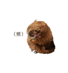 スピックスコノハズクのフレールちゃん1（個別スタンプ：9）