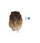 スピックスコノハズクのフレールちゃん1（個別スタンプ：10）
