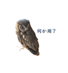スピックスコノハズクのフレールちゃん1（個別スタンプ：11）
