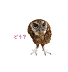 スピックスコノハズクのフレールちゃん1（個別スタンプ：12）