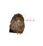 スピックスコノハズクのフレールちゃん1（個別スタンプ：13）