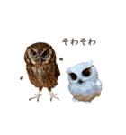 スピックスコノハズクのフレールちゃん1（個別スタンプ：17）