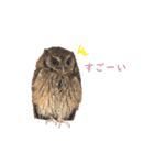 スピックスコノハズクのフレールちゃん1（個別スタンプ：18）