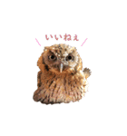スピックスコノハズクのフレールちゃん1（個別スタンプ：19）