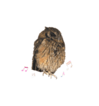 スピックスコノハズクのフレールちゃん1（個別スタンプ：21）