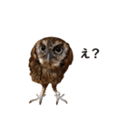 スピックスコノハズクのフレールちゃん1（個別スタンプ：24）