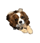 あらこたりん（個別スタンプ：1）