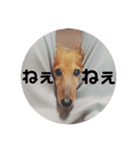 くぅちゃん stanppp.（個別スタンプ：3）