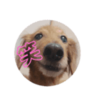 くぅちゃん stanppp.（個別スタンプ：4）