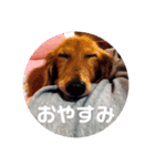くぅちゃん stanppp.（個別スタンプ：5）