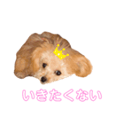 とりてんさまスタンプ。（個別スタンプ：2）