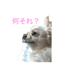 チワワ-使えるスタンプ（個別スタンプ：1）