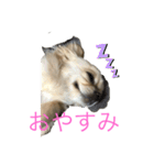 チワワ-使えるスタンプ（個別スタンプ：2）