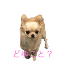 チワワ-使えるスタンプ（個別スタンプ：3）