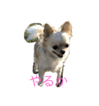 チワワ-使えるスタンプ（個別スタンプ：7）