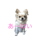 チワワ-使えるスタンプ（個別スタンプ：10）